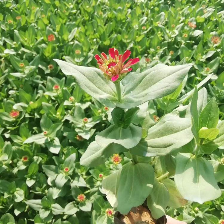 百日草批发供应 百日草批发 山东百日草