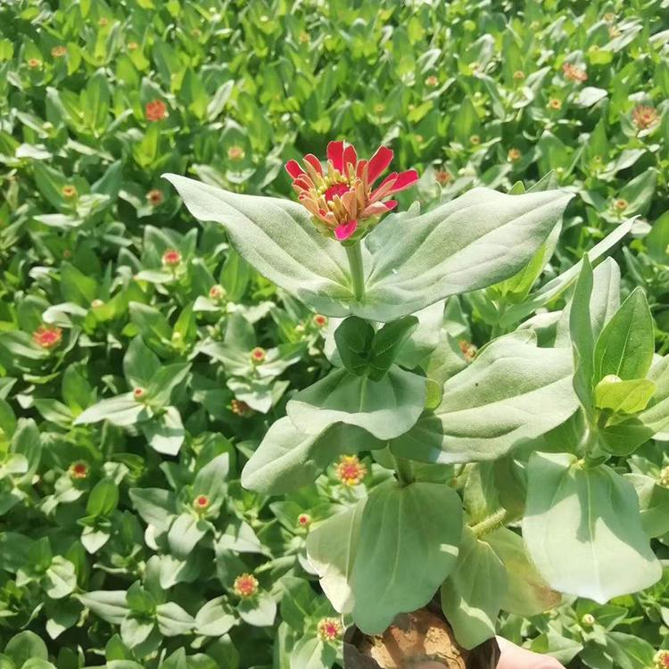百日草报价 百日草培育 青州百日草