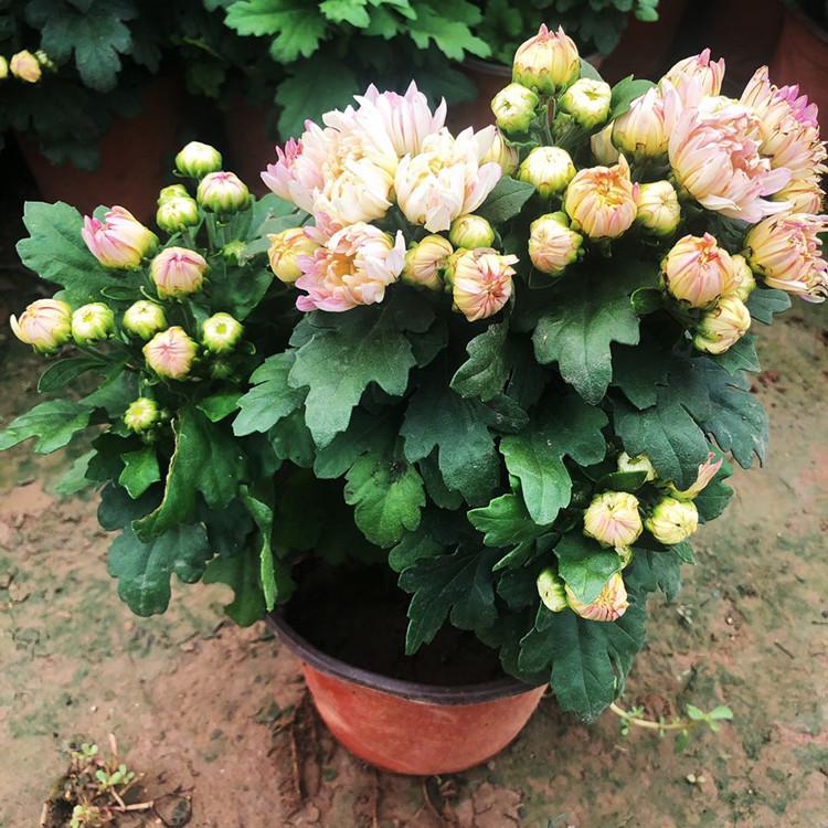 国庆菊   国庆菊小苗  国庆菊花卉直销