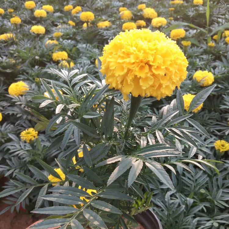 万寿菊供货商 万寿菊供货商 山东万寿菊供货商