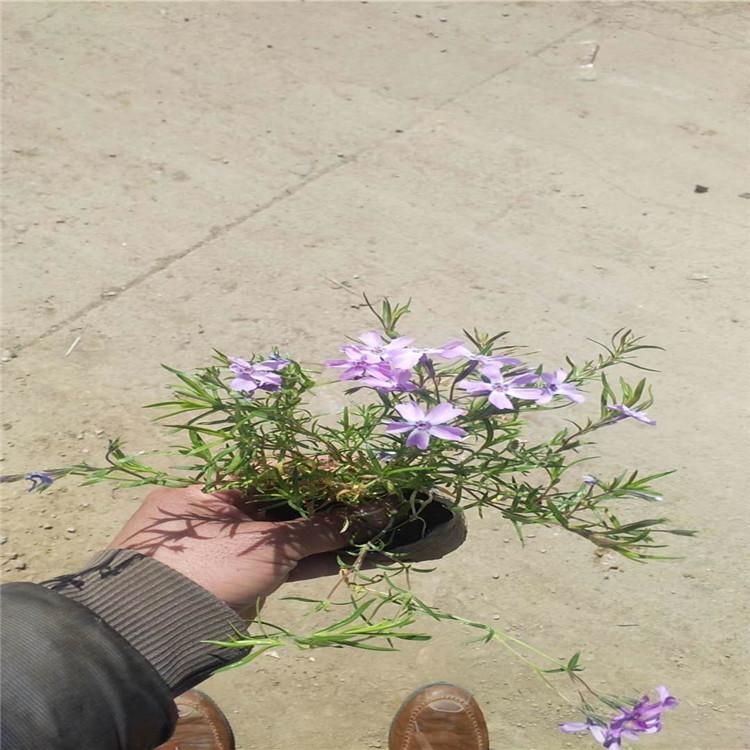 基地出售 福禄考小苗 福禄考杯苗报价