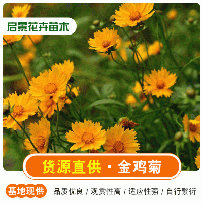 金鸡菊基地现货 山东金鸡菊苗子供应商 青州启景