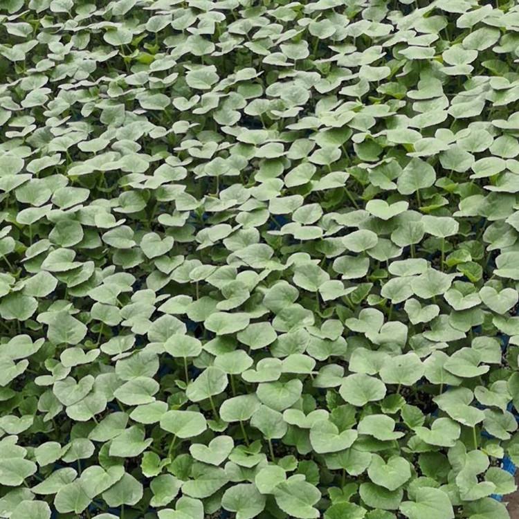 温室种植哈密瓜种子   哈密瓜种子抗病虫害