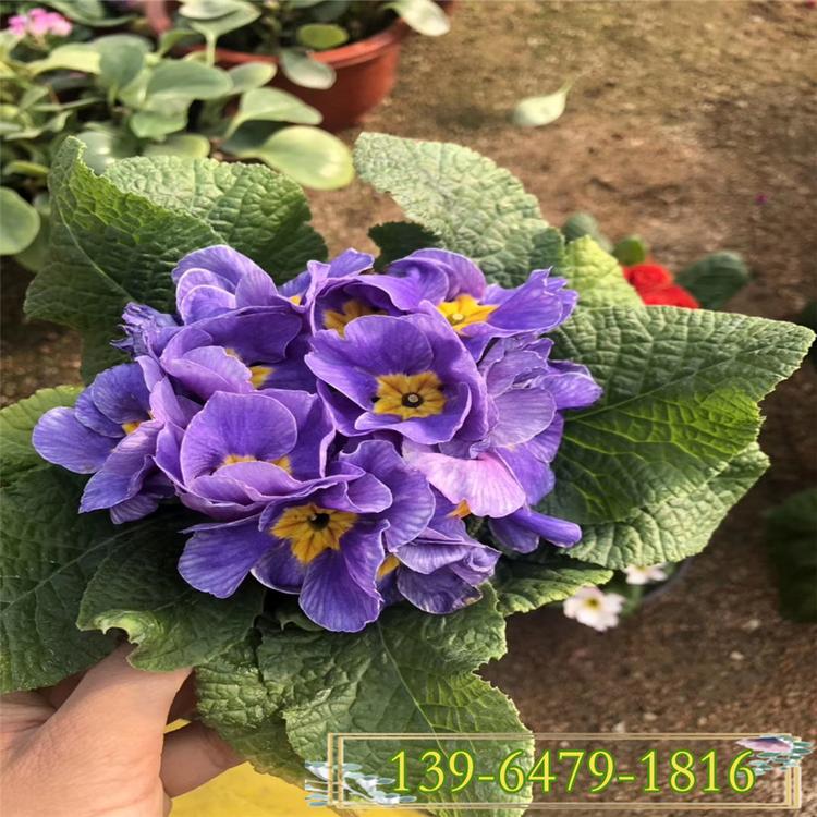 报春花早春开花 适合工程绿化花海打造 报春花盆苗