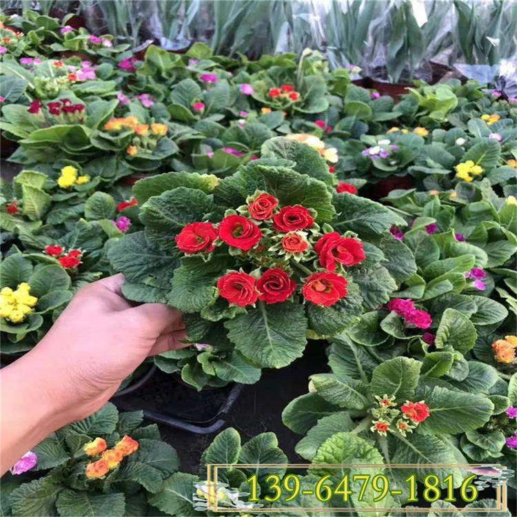 批发复色报春花价格 年景花工程花卉盆栽 玫瑰型报春花