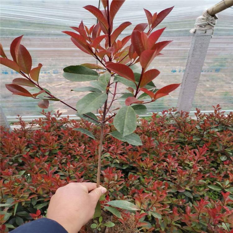 红叶石楠杯苗  启景供应红叶石楠  山东红叶石楠报价