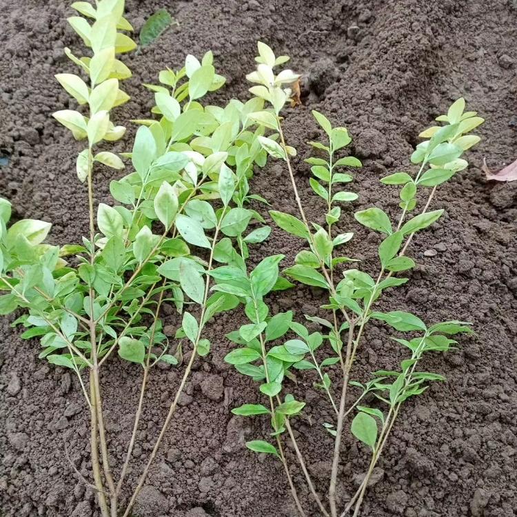 金叶女贞批发 随时起货 金叶女贞种植批发基地