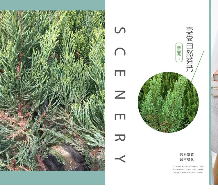 青州小龙柏批发 小龙柏量大  小龙柏基地