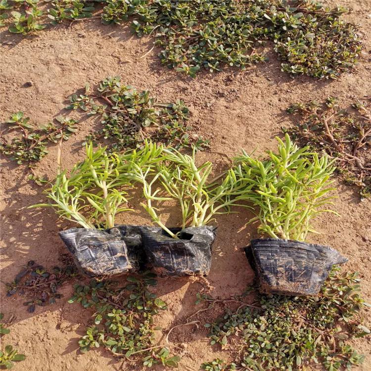 青州佛甲草供货商 佛甲草小苗种植基地