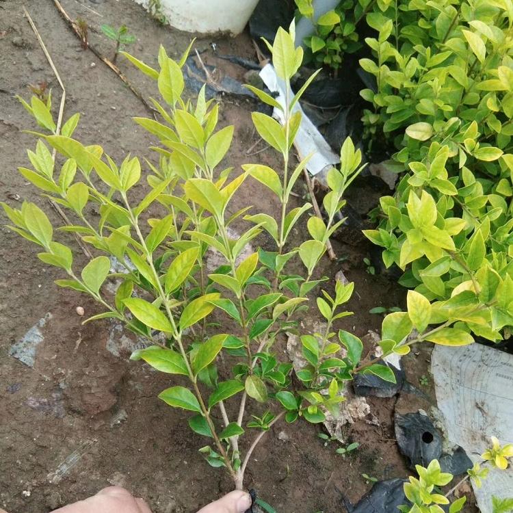 顺和花卉 金叶女贞价格 木犀科女贞属植物 山东苗木