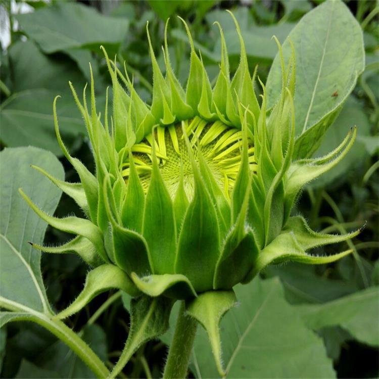 绿化向日葵种植基地 草花太阳花价格