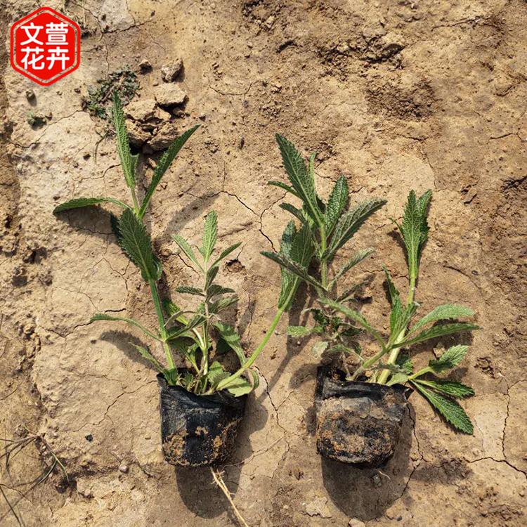 销售柳叶马鞭草 山东柳叶马鞭草 马鞭草培育