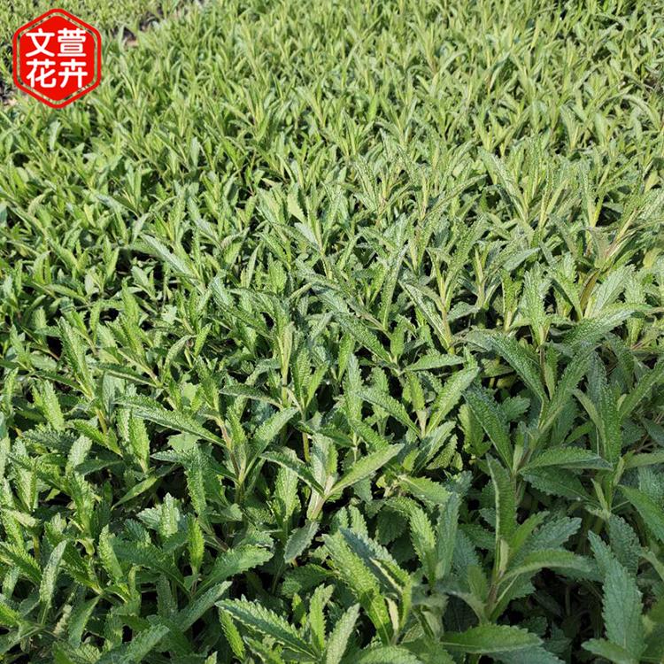 青州马鞭草种植基地 批发基地地被马鞭草 马鞭草种植基地