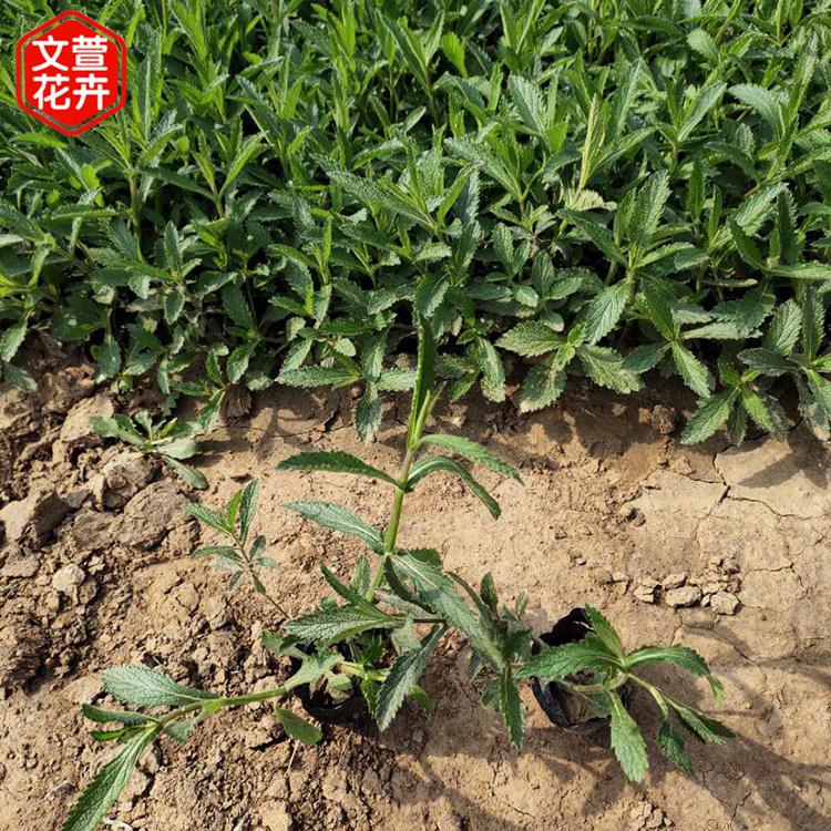 山东马鞭草 文萱 批发基地柳叶马鞭草 马鞭草培育