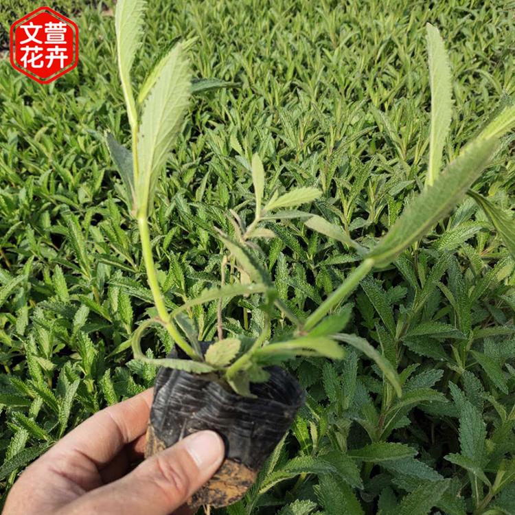 马鞭草种植 青州花坛马鞭草 基地供应花坛马鞭草