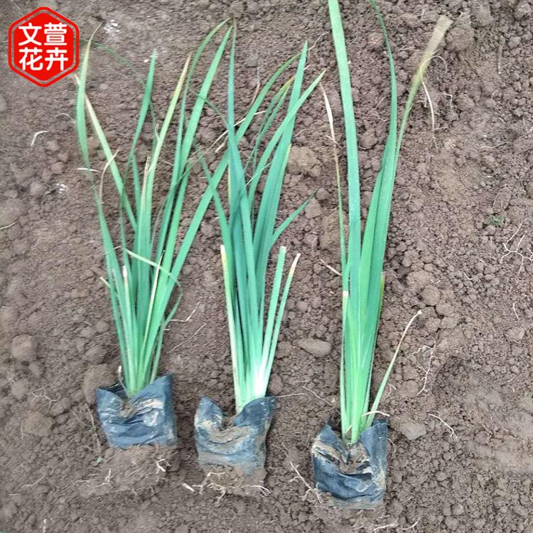 欢迎选购 马兰杯苗 观赏马兰基地