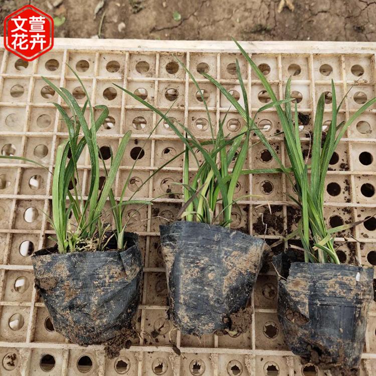 麦冬销售 好苗售卖地 青州花卉苗木