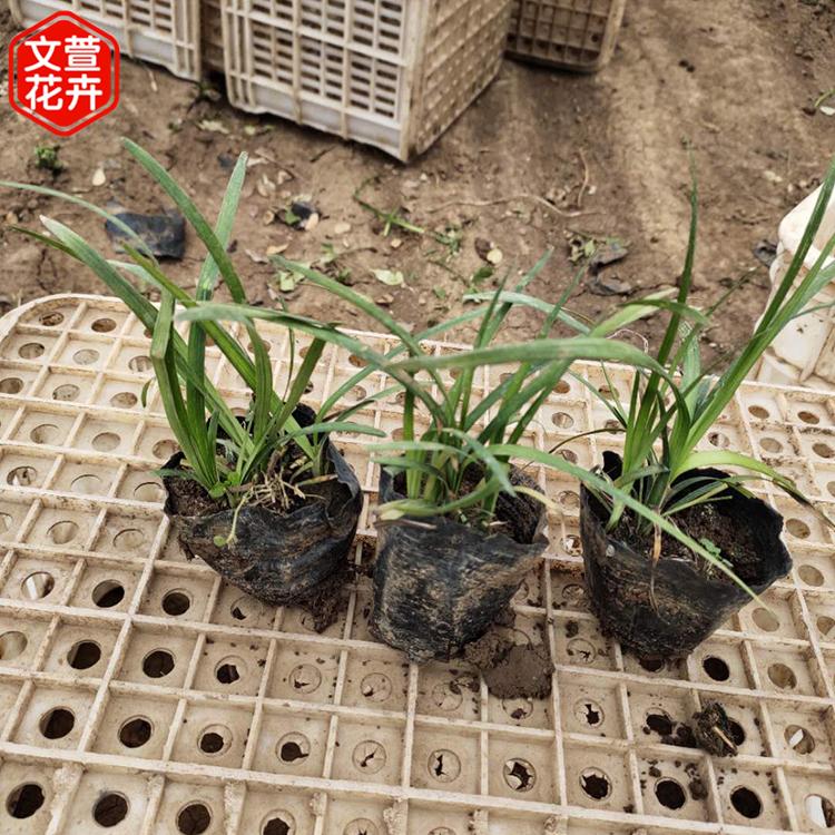 麦冬 青州草花 麦冬价格
