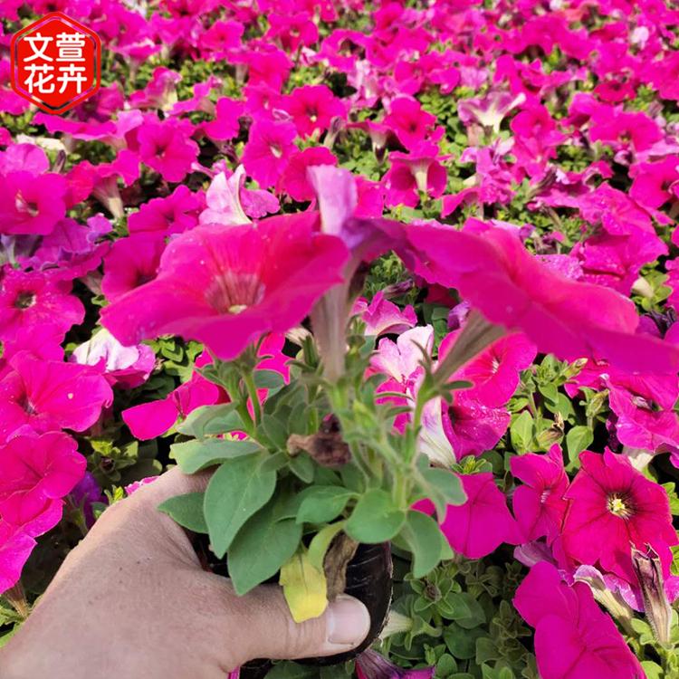 基地培育好苗 牵牛花 玫红牵牛 可租摆可装饰庭院