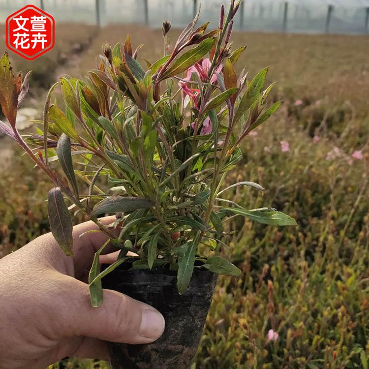 花期长的山桃草 文萱花卉 青州山桃草小苗供应