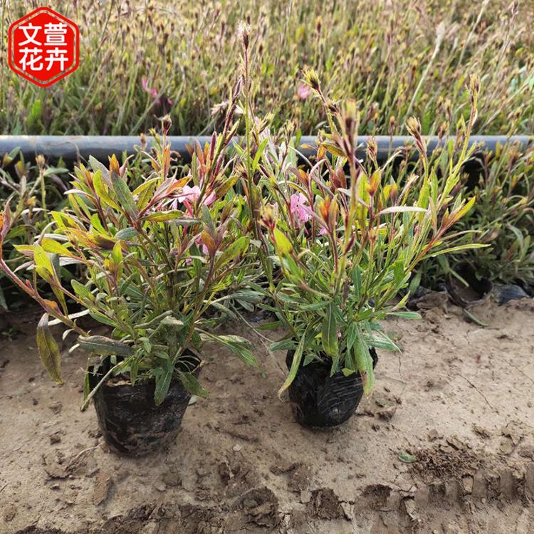 欢迎选购 山桃草 山桃草销售
