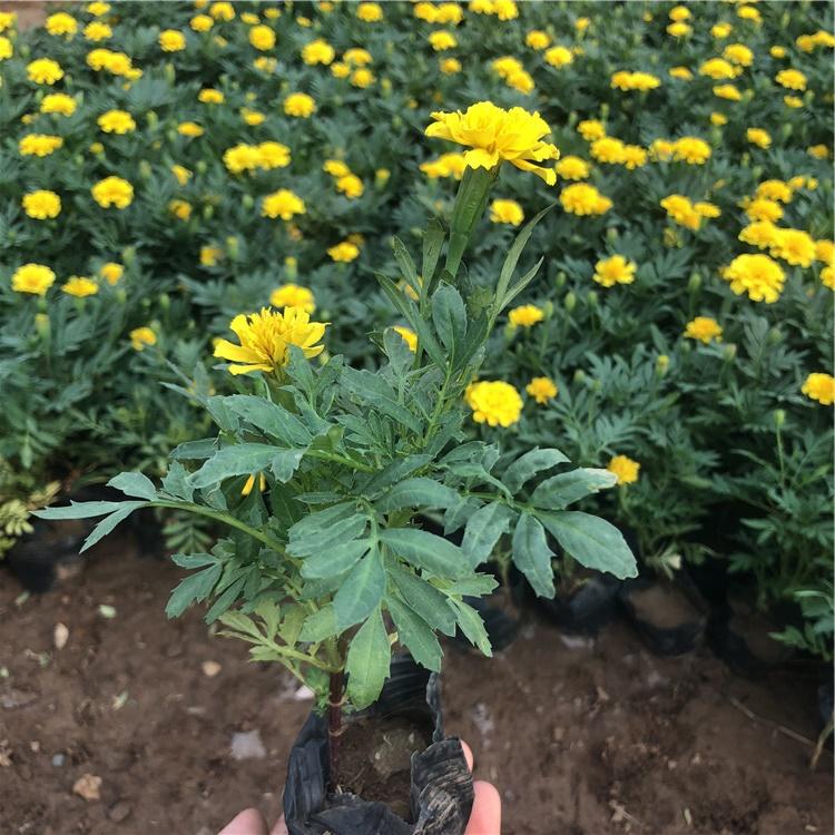 青州孔雀草   双色盆孔雀草  盆栽孔雀草培育基地