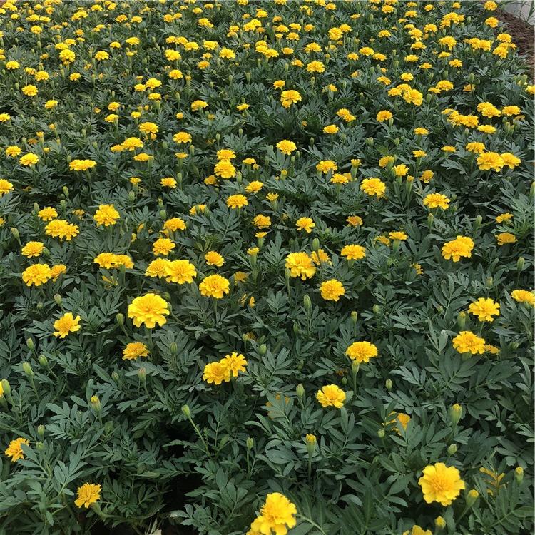 孔雀草   双色盆孔雀草  盆栽孔雀草培育基地