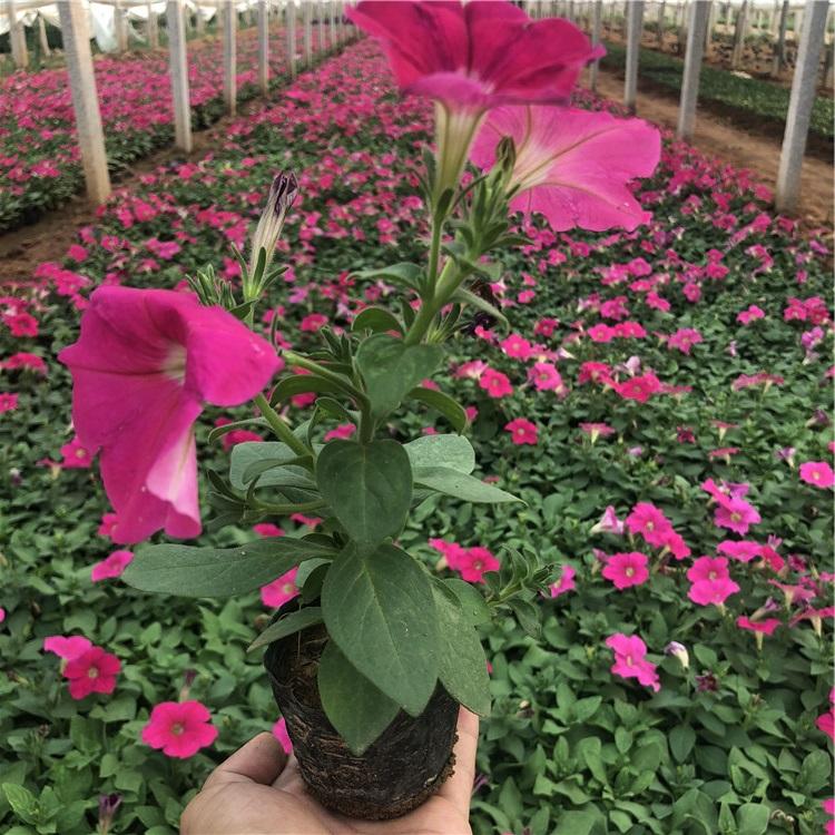青州牵牛花盆栽  牵牛花  喇叭花定制