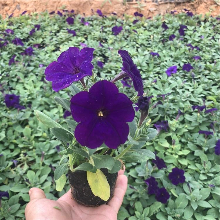 青州牵牛花盆栽  牵牛花  喇叭花出售 等你来购