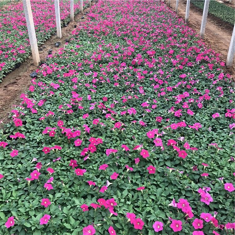 青州牵牛花盆栽  牵牛花  喇叭花订购 等你来购