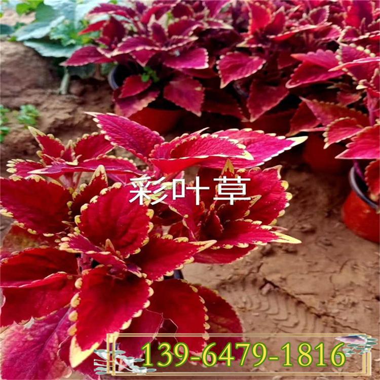 绿化工程专用彩叶草杯苗 拼色图案彩叶草 彩叶草价格
