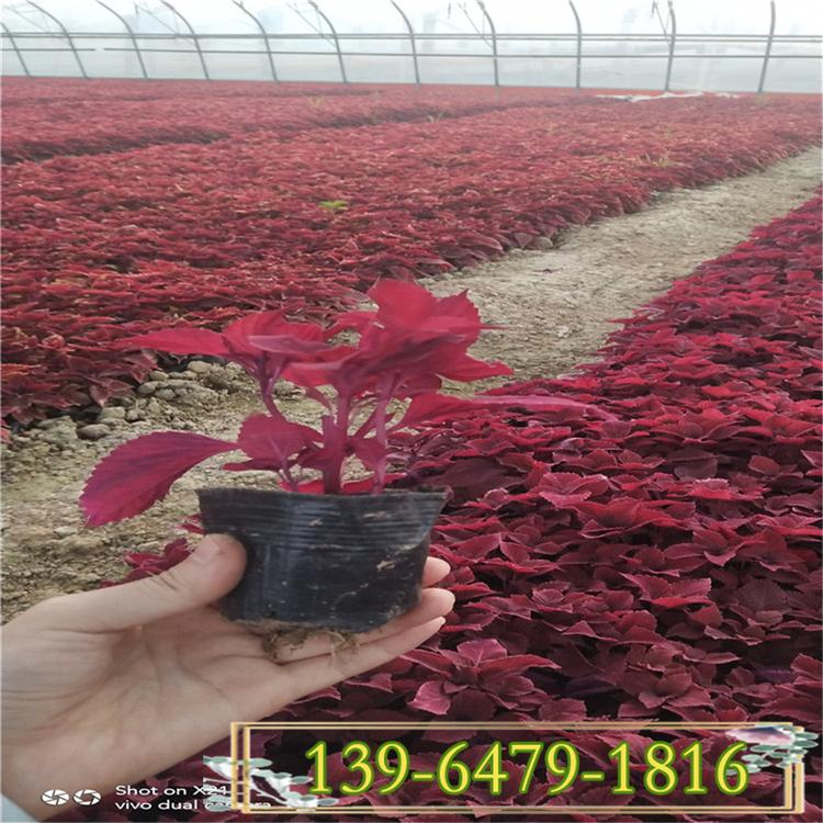 红色彩叶草价格 租摆彩叶草盆苗 杯苗彩叶草报价