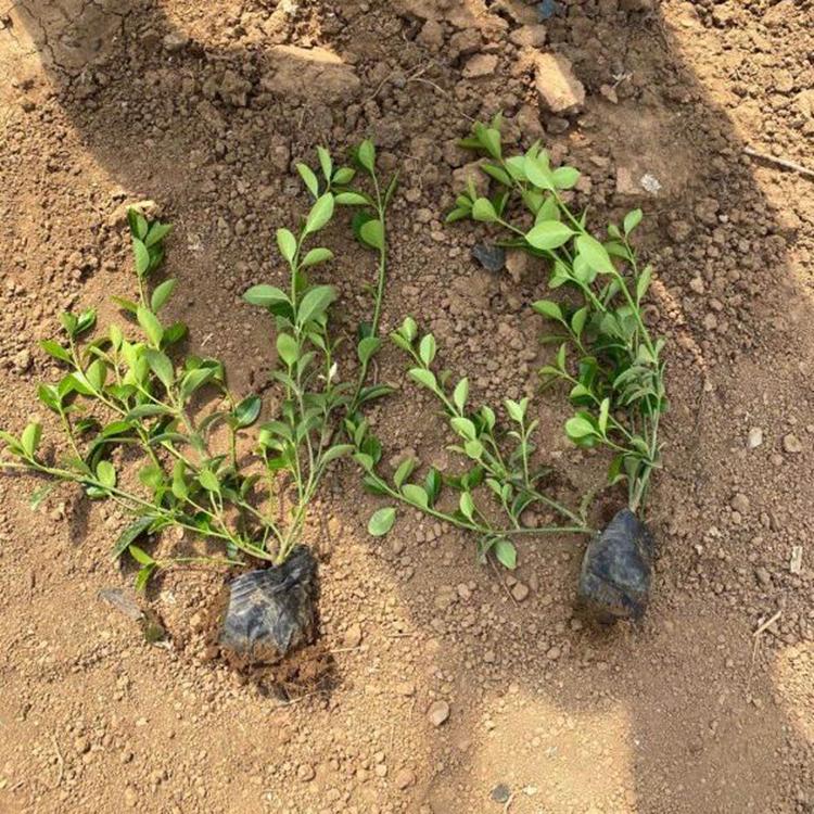 大量批发 青州大叶扶芳藤苗 大叶扶芳藤直销