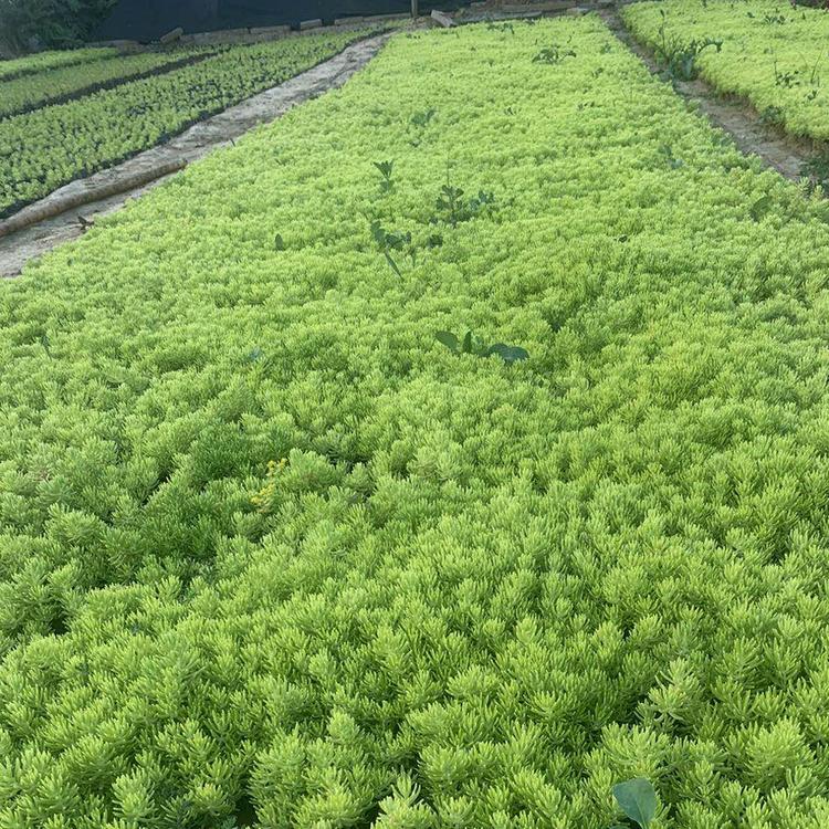 佛甲草 佛甲草出售 销售佛甲草