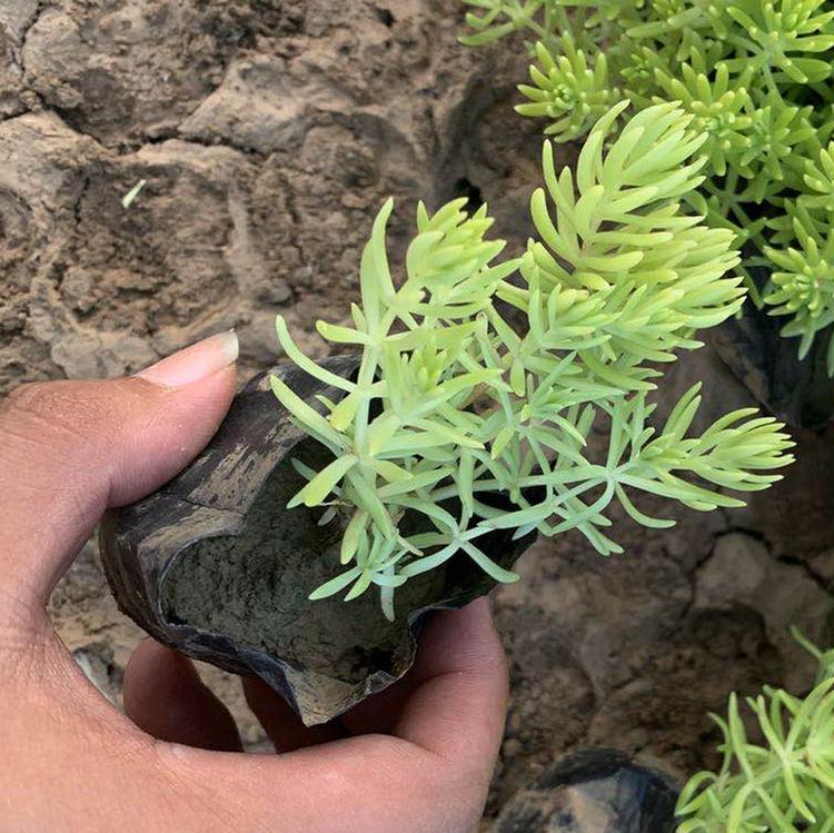 佛甲草 佛甲草供应商 绿化佛甲草