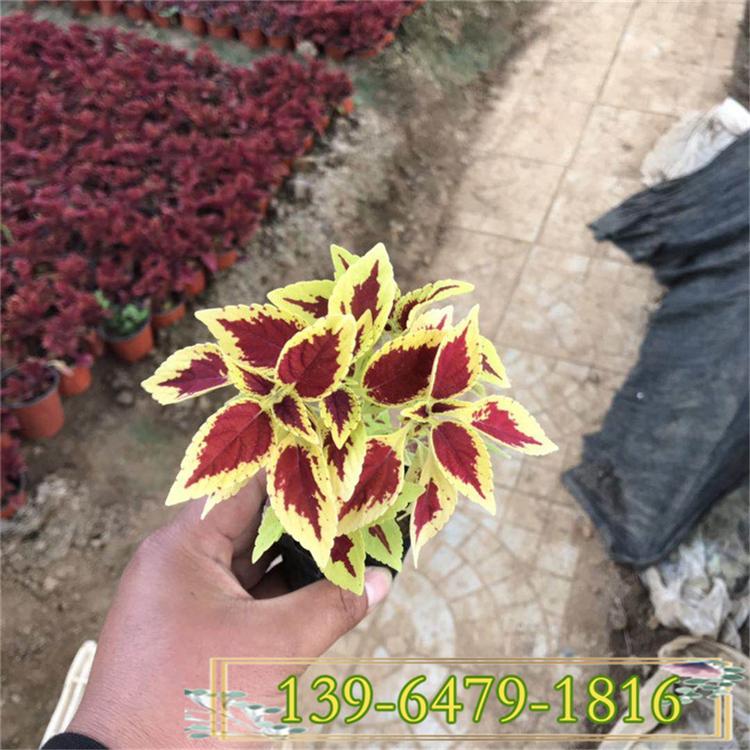 黄色彩叶草价格 彩叶草批发商 基地直销彩叶草盆栽