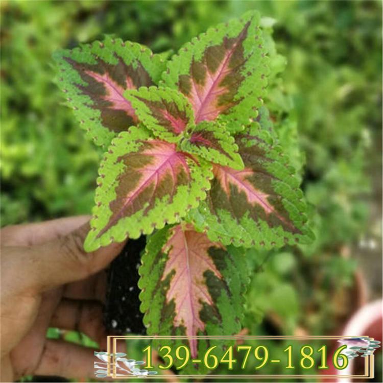 绿色彩叶草盆栽苗  观叶植物红黄彩叶草图片