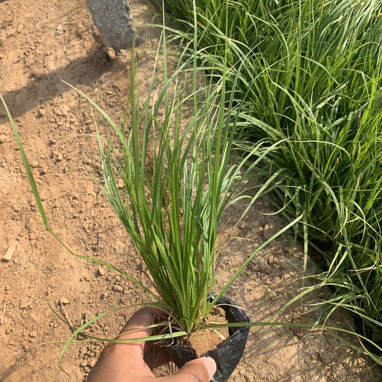 青绿苔草小苗 绿化青绿苔草小苗 青绿苔草小苗批发