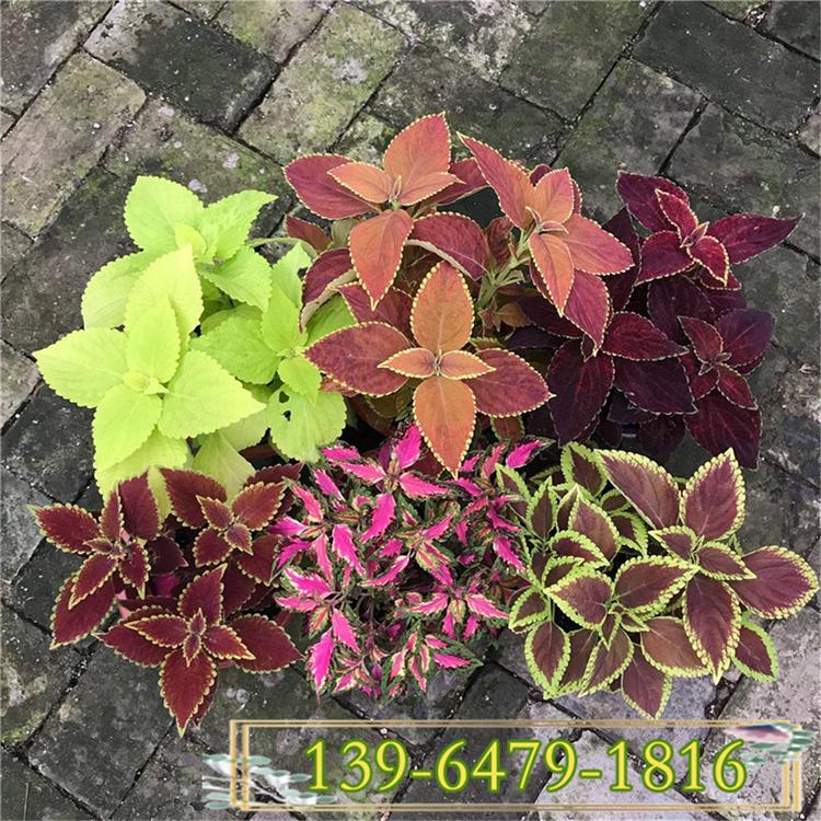 彩叶草盆苗 绿化工程色块专用彩叶植物 火焰红彩叶草