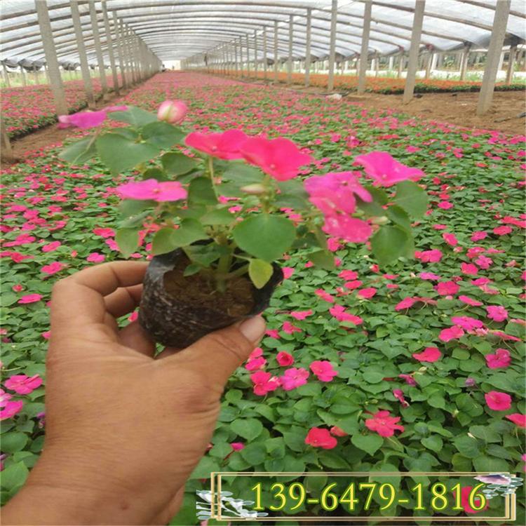 凤仙花盆苗价格 北方草花基地 凤仙花园林用途