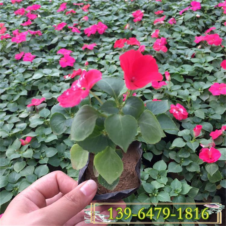 凤仙花营养钵苗种植户 青州草花 凤仙花简单介绍