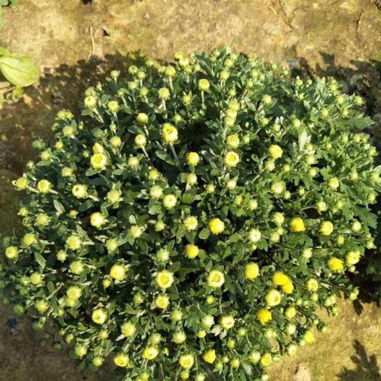 一年生草本花卉供应商   草花种植基地  国庆菊报价