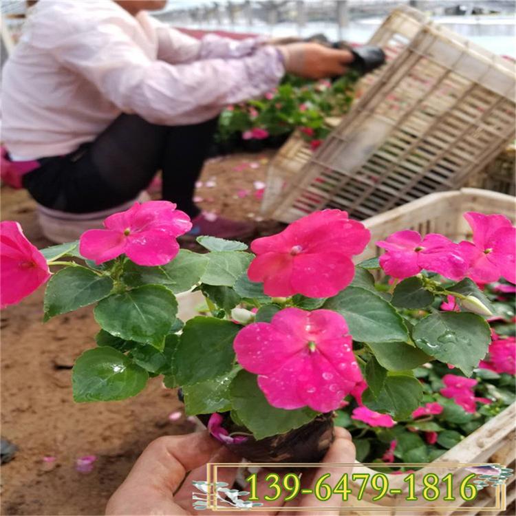 青州非洲凤仙花营养钵苗大量批发盆栽凤仙花小苗 量大优惠