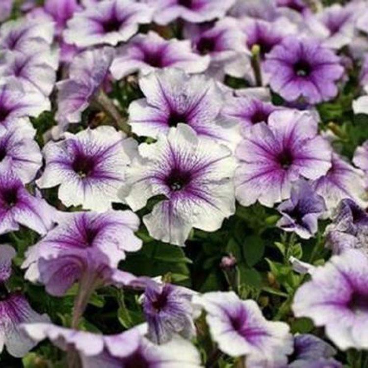 矮牵牛种植基地  矮牵牛批发商  矮牵牛报价