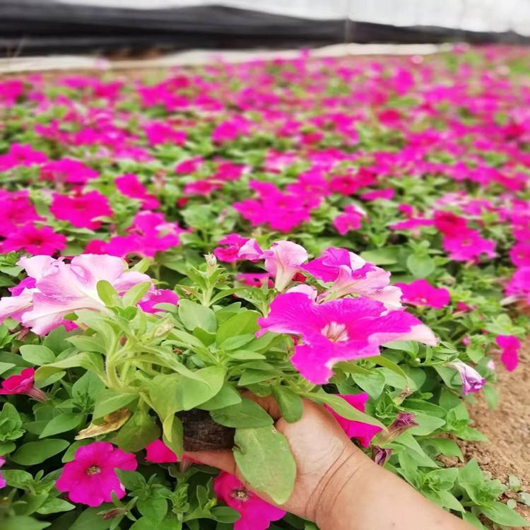基地直销矮牵牛   矮牵牛种植基地  矮牵牛报价