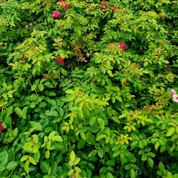价格从优 月季苗 丰花月季批发