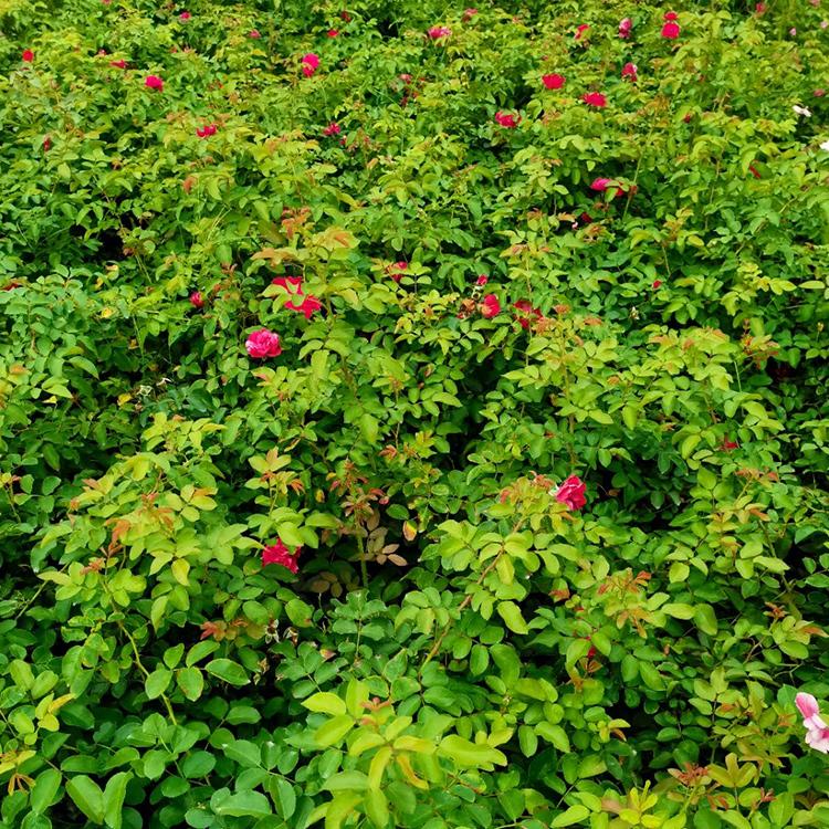 山东丰花月季价格 花农自营 聚花月季