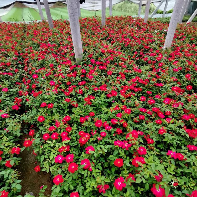 青州丰花月季直销 园林景观绿化用 月季苗