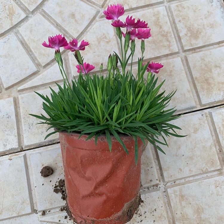 苗圃供应 青州欧石竹 欧石竹直销