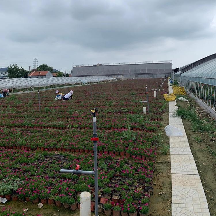 欧石竹种植基地 苗圃供应 青州欧石竹小苗